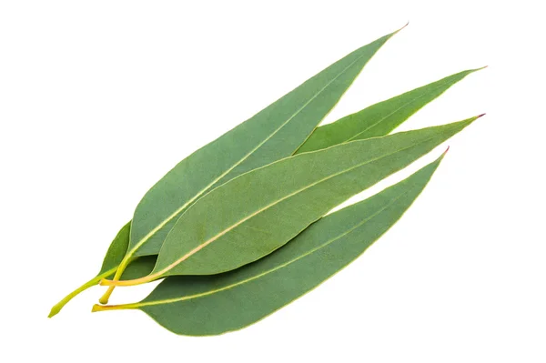 Eucalyptus feuille