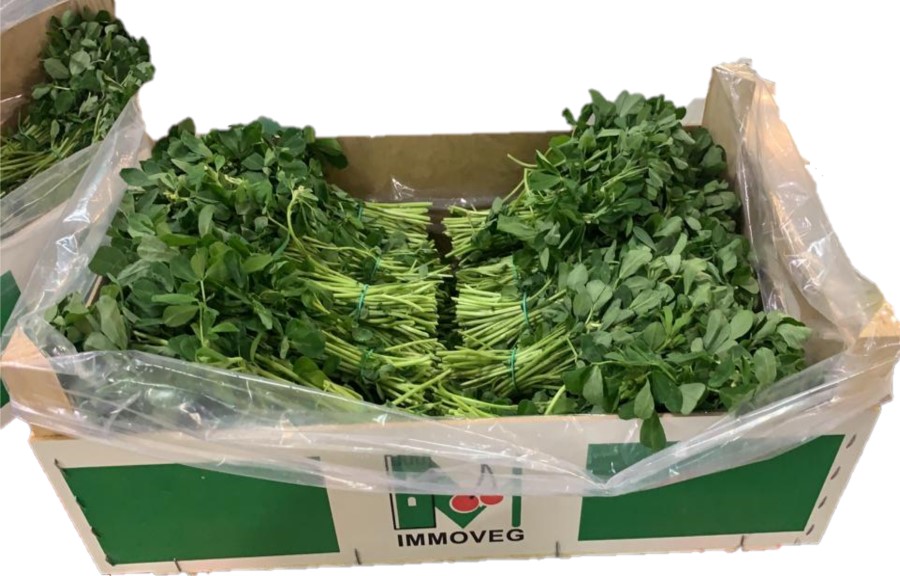 Methi | Herbs | Import and export from Morocco